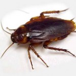 kakerlakker - info om forebyggelse mod kakerlakker